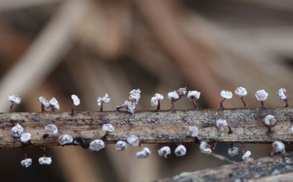 Physarum cf pusillum